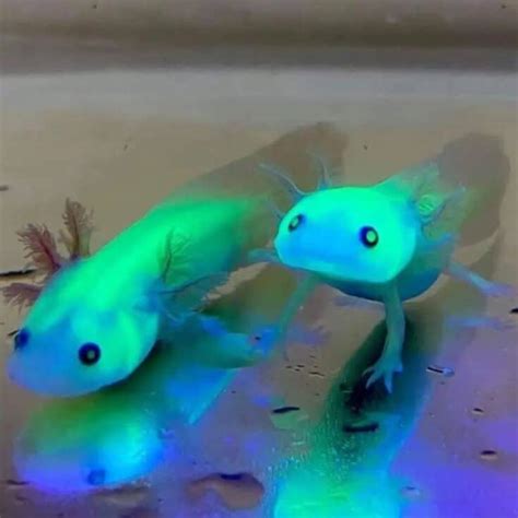 gfp axolotl|gfp axolotls definition.